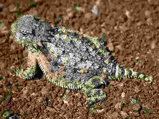 A Close Up Of Thorny The Horned Toad, Its Eyes Wide Open And Its Skin Covered In Thorns. Thorny The Horned Toad William Edwin Baxter