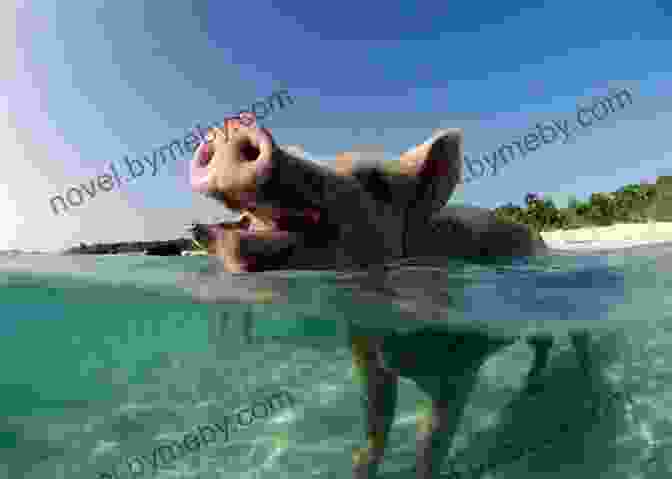 A Closeup Of A Swimming Pig With A Playful Expression Pigs Of Paradise: The Story Of The World Famous Swimming Pigs