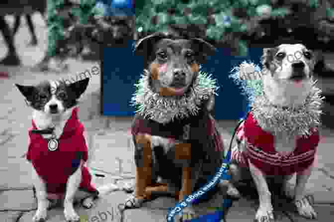 A Collage Of Adorable Pups In Festive Attire, Surrounded By Holiday Decorations And A Snowy Backdrop A Pup S Valentine Wish (Holiday Shorts 3)