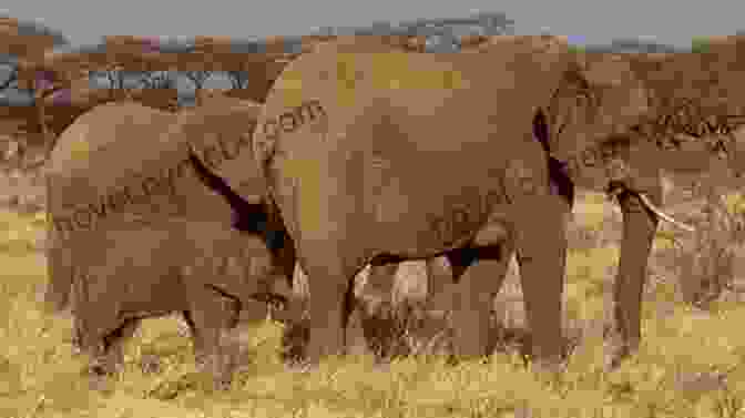 A Family Of Elephants Resting In The Shade Of A Tree National Geographic Readers: Great Migrations Elephants