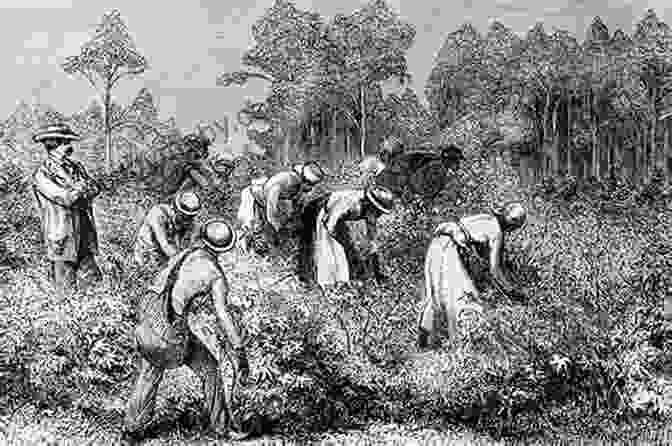 A Group Of Enslaved People Work In The Fields. The First Frontier: The Forgotten History Of Struggle Savagery Endurance In Early America