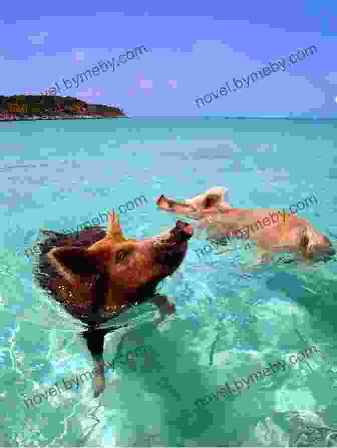 A Group Of Swimming Pigs Enjoying The Crystal Clear Waters Of The Bahamas Pigs Of Paradise: The Story Of The World Famous Swimming Pigs