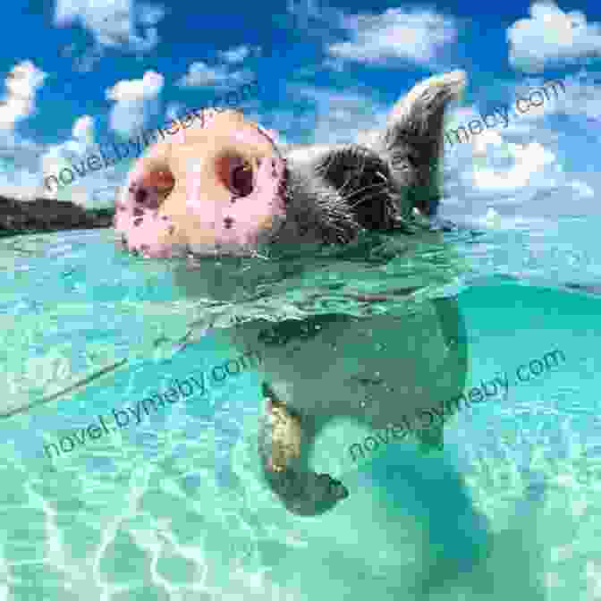 A Group Of Visitors Enjoying A Magical Encounter With The Swimming Pigs, Capturing Memories That Will Last A Lifetime Pigs Of Paradise: The Story Of The World Famous Swimming Pigs