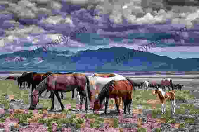 A Herd Of Wild Horses Grazing Together America S Wild Horses: The History Of The Western Mustang