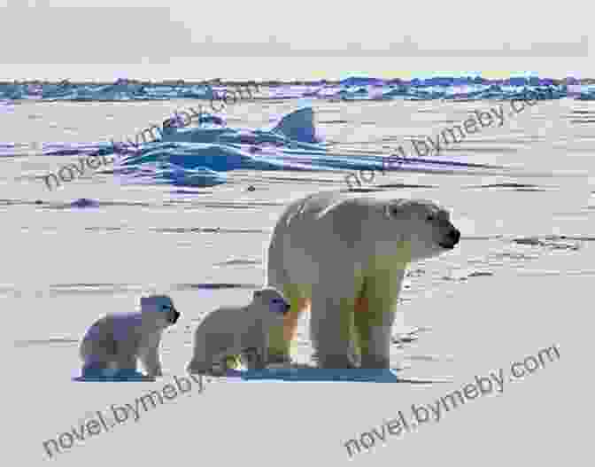 A Majestic Polar Bear Striding Across The Arctic Ice Wildlife Of The Arctic (Traveller S Guide)