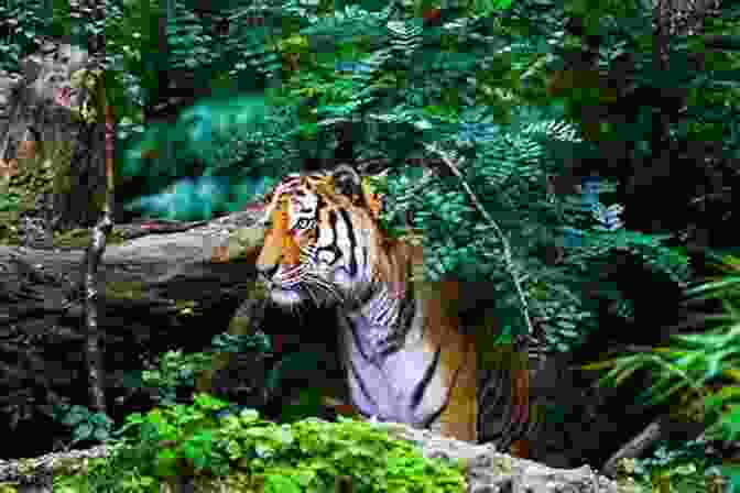 A Majestic Tiger In Its Natural Habitat Of Tigers And Men Richard Ives