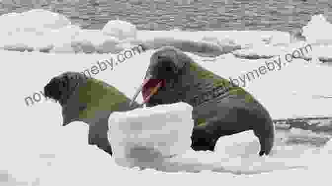 A Mighty Walrus Hauls Itself Onto An Ice Floe Wildlife Of The Arctic (Traveller S Guide)