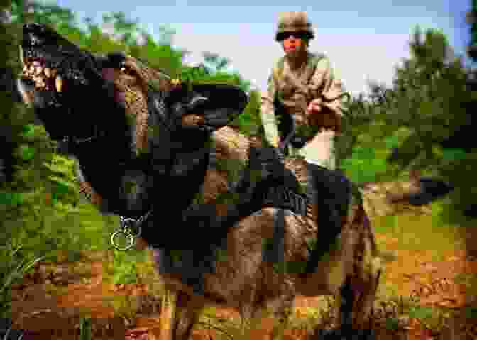 A Photo Of Caesar The War Dog, A German Shepherd. Caesar The War Dog Stephen Dando Collins