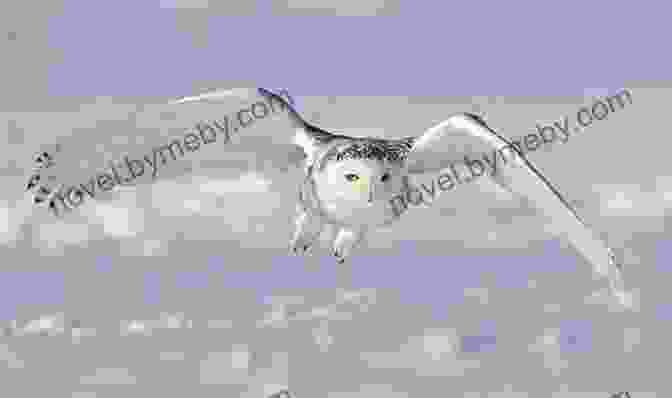 A Snowy Owl Surveys Its Arctic Domain With Piercing Golden Eyes Wildlife Of The Arctic (Traveller S Guide)