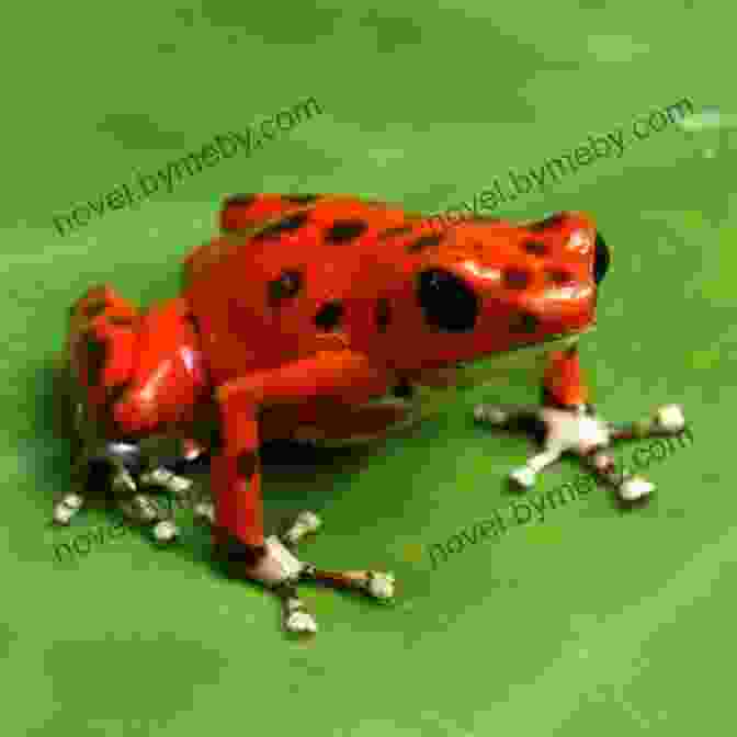 A Vibrant Golden Poison Dart Frog Perched On A Leaf In A Tropical Rainforest. The Case Of The Vanishing Golden Frogs: A Scientific Mystery (Sandra Markle S Science Discoveries)