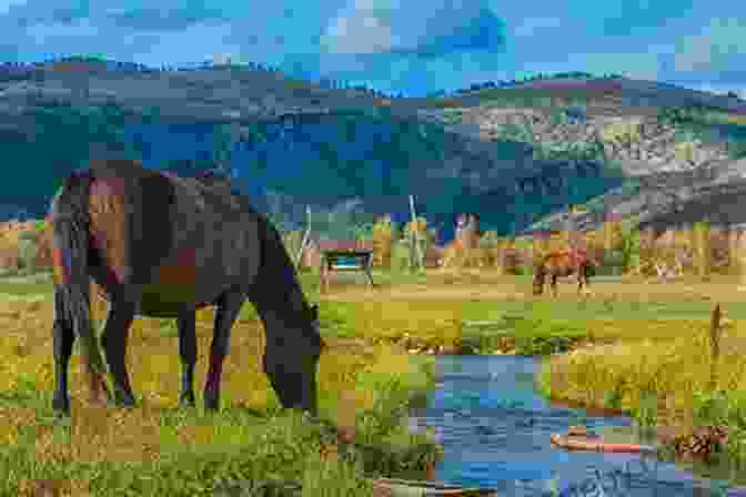 A Wild Horse Grazing In A Field With Mountains In The Background America S Wild Horses: The History Of The Western Mustang