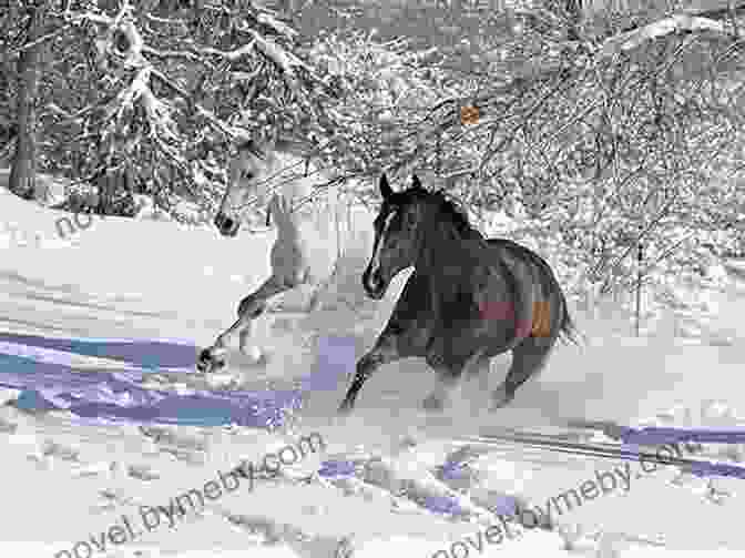 A Wild Horse Standing In The Snow America S Wild Horses: The History Of The Western Mustang