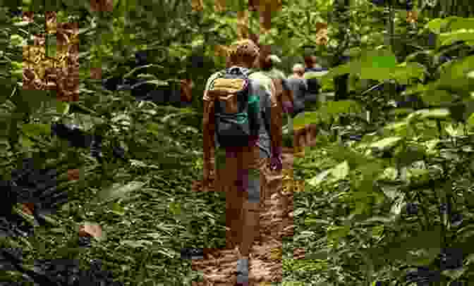 Adventurers Trekking Through A Verdant Forest Idaa Trail: In The Steps Of Our Ancestors