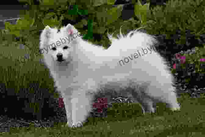 American Eskimo Dog Historical Photo A Photo Essay On American Eskimo Dogs