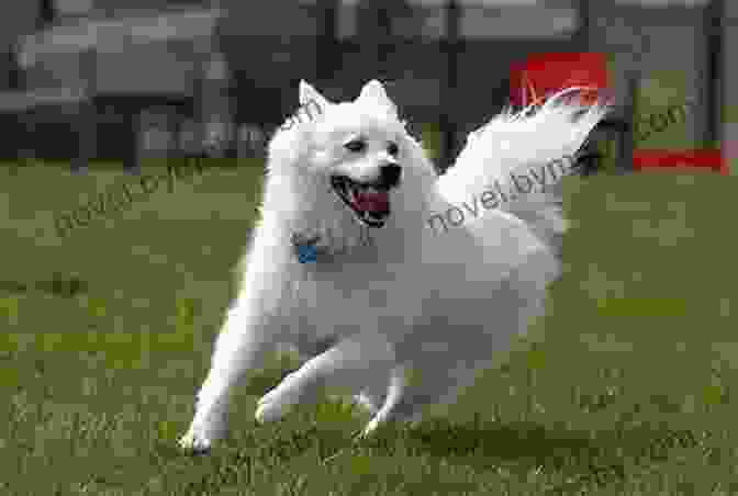 American Eskimo Dog Playing And Smiling A Photo Essay On American Eskimo Dogs