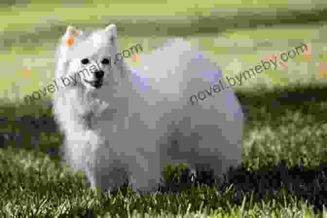 American Eskimo Dog Protecting A Child A Photo Essay On American Eskimo Dogs