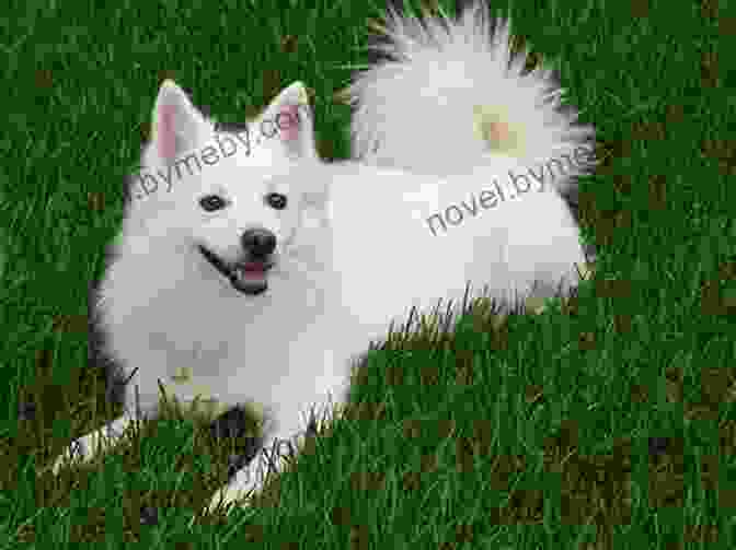 American Eskimo Dog Size And Color Variations A Photo Essay On American Eskimo Dogs