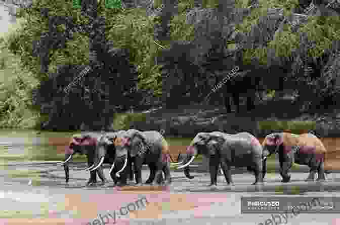 An Elephant Crossing A River During Its Migration National Geographic Readers: Great Migrations Elephants