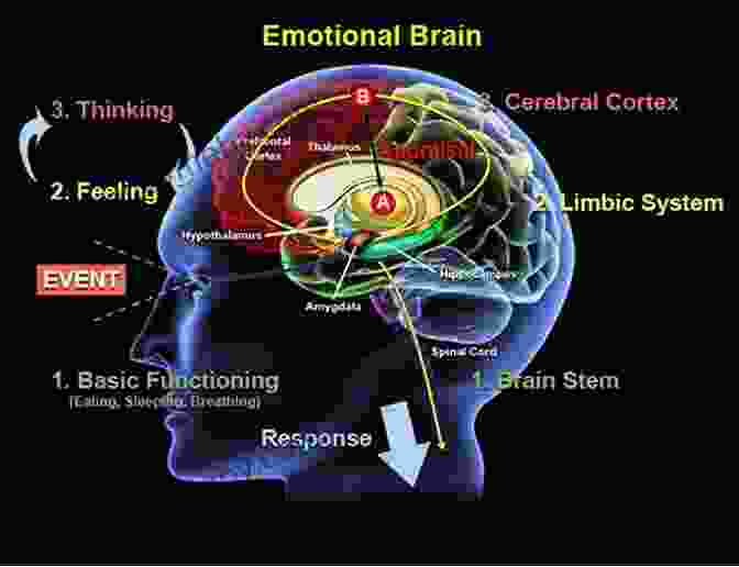 An Illustration Depicting The Neural Pathways Activated During Positive Emotions The Optimism Bias: A Tour Of The Irrationally Positive Brain