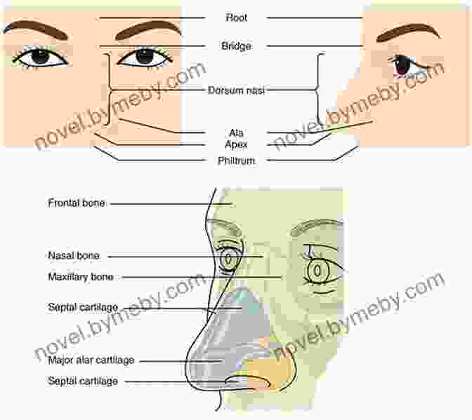 Anatomy Of The Nose How To Paint A Portrait Part 2: Noses