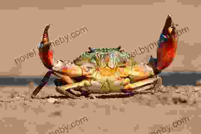 Crab Moving Sideways, Symbolizing The Unconventional Path Of Personal Growth Moving Forward Sideways Like A Crab