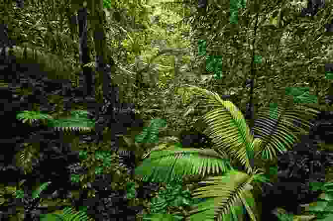 Dense Rainforest In Costa Rica Living In Costa Rica: The Manual To Living In Costa Rica