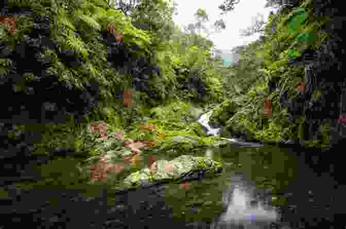 Hildie And Carlos Exploring A Lush Rainforest The Adventures Of Hildie And Carlos: We Are Going To Paris