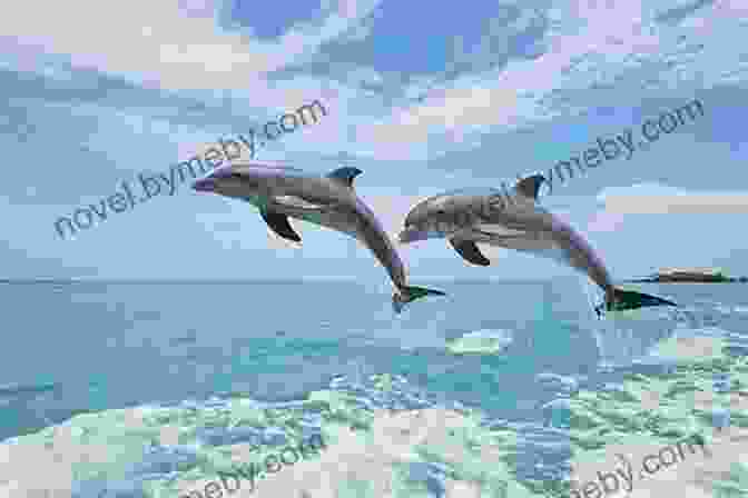 Image Of A Silver Dolphin Leaping From The Water Mermaid Curse: The Silver Dolphin