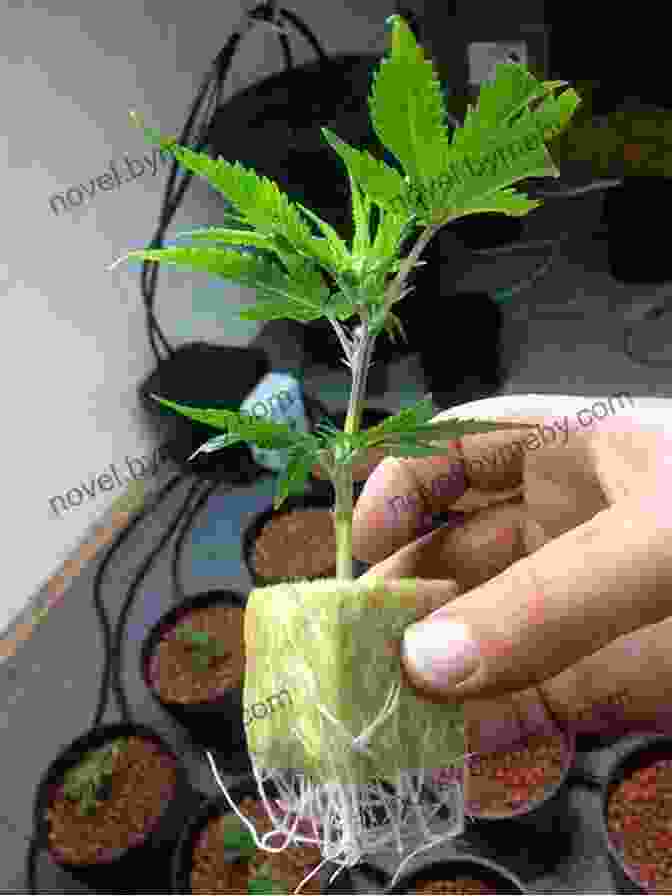 Marijuana Clones Marijuana Grower S Handbook: Your Complete Guide For Medical And Personal Marijuana Cultivation