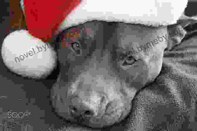 Santa Bruce, A Pit Bull, Wearing A Santa Hat Santa Bruce (Mother Bruce 5)