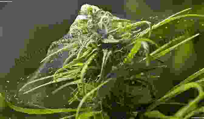 Spider Mites On Marijuana Leaf Marijuana Grower S Handbook: Your Complete Guide For Medical And Personal Marijuana Cultivation