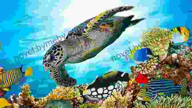 Toby The Sea Turtle Swimming In The Ocean With Colorful Fish And Coral Toby The Sea Turtle: The Pirate Ship (The Aventures Of Toby The Sea Turtle 2)