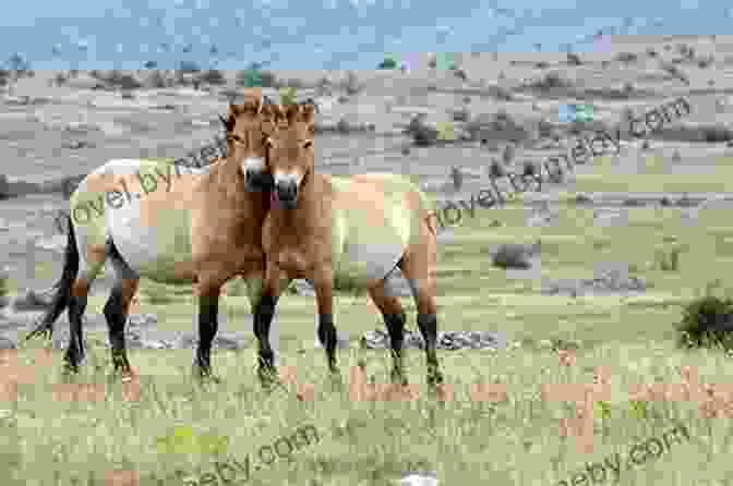 Various Breeds Of Wild Horses America S Wild Horses: The History Of The Western Mustang