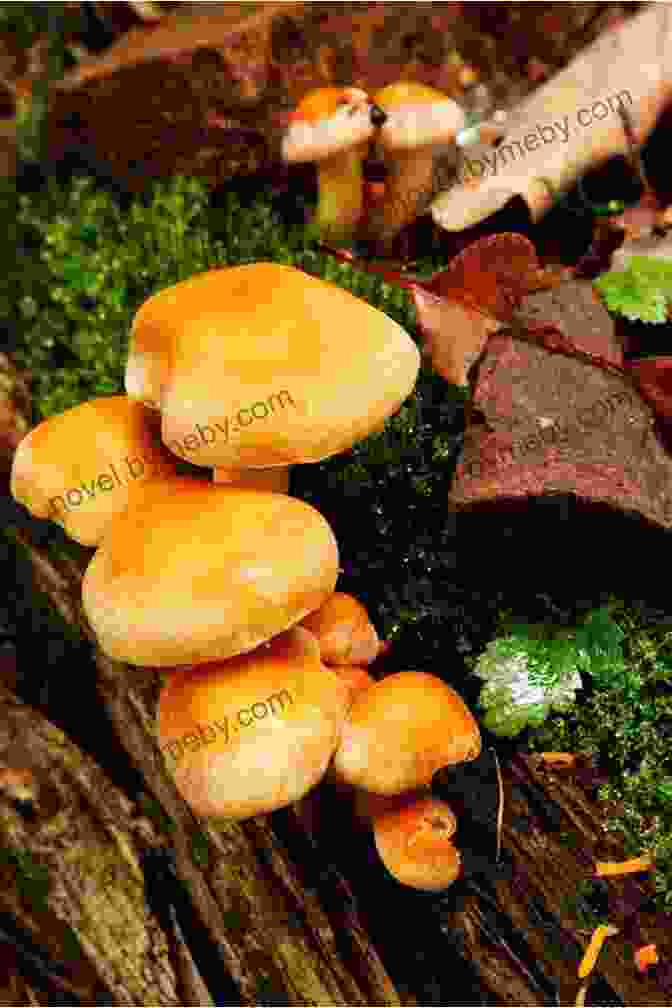 Vibrant Mushroom Growing In The Forest Mushrooms Of The Southeast (A Timber Press Field Guide)