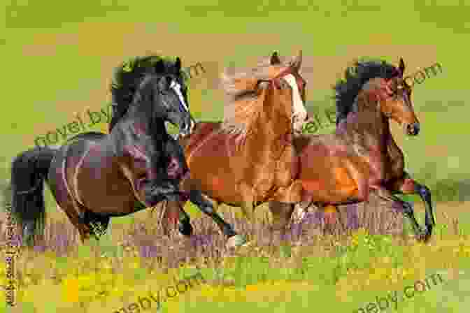 Wild Horse Galloping Through A Field America S Wild Horses: The History Of The Western Mustang